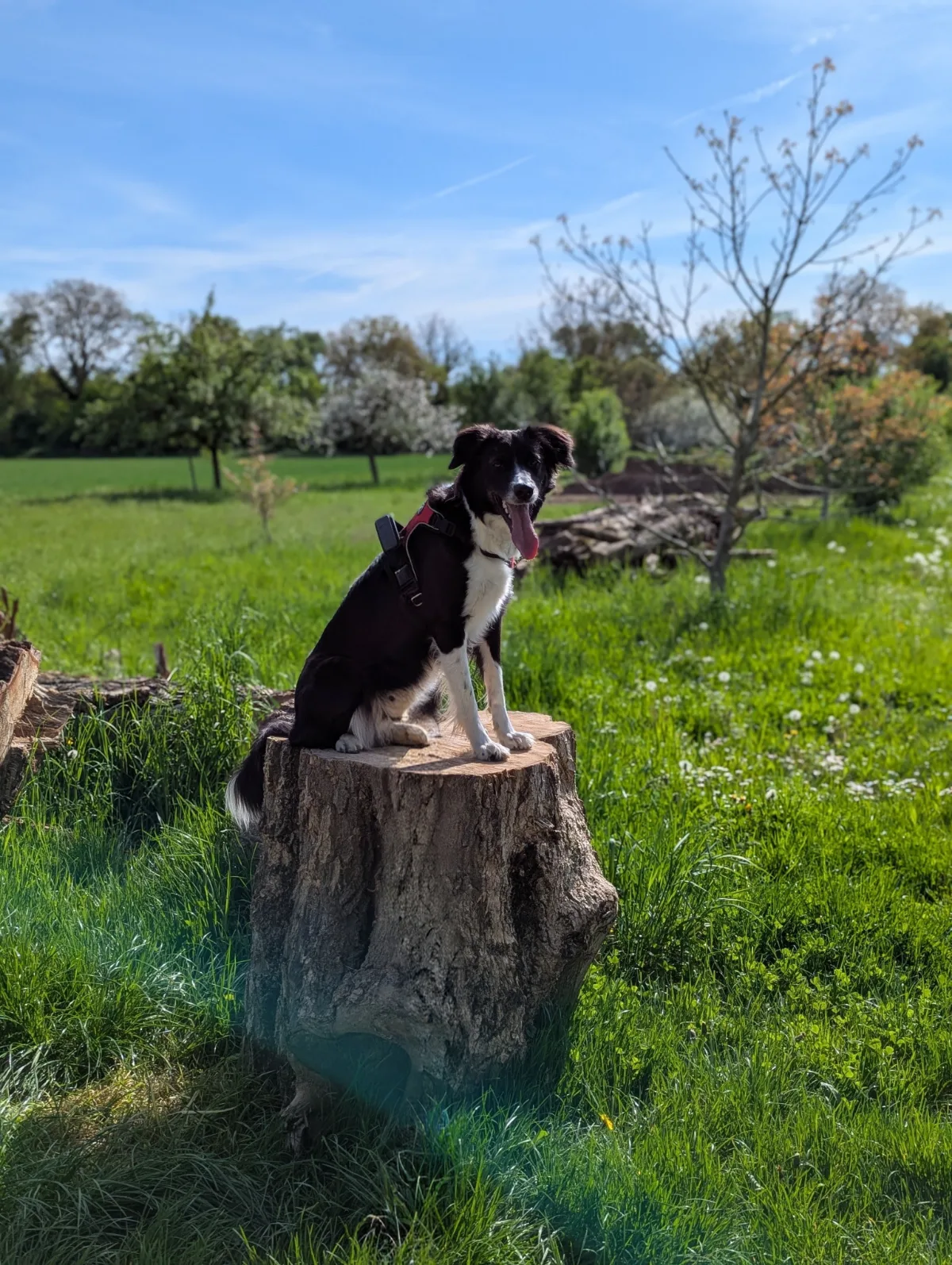 Mali, a black and white border collie, sitting on a tree stump in a sunlit orchard meadow.
